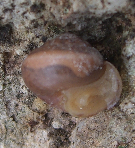 Monacha (?) Madonie
