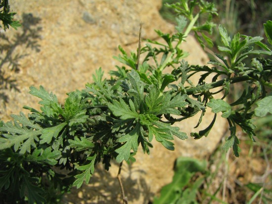 Achillea ligustica / Millefoglio ligure