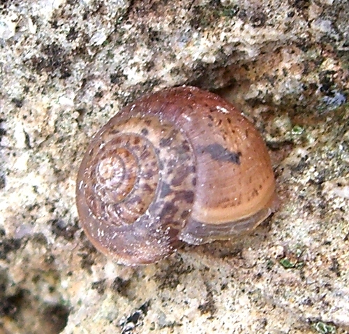 Monacha (?) Madonie