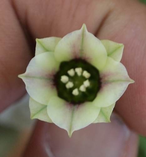 Nectaroscordum siculum / Aglio della Sicilia