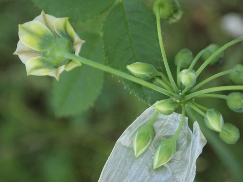 Nectaroscordum siculum / Aglio della Sicilia