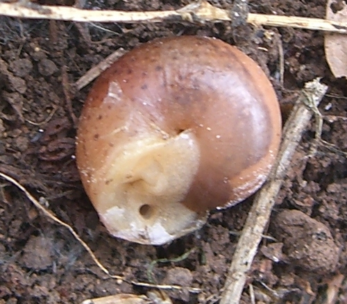 Monacha (?) Madonie