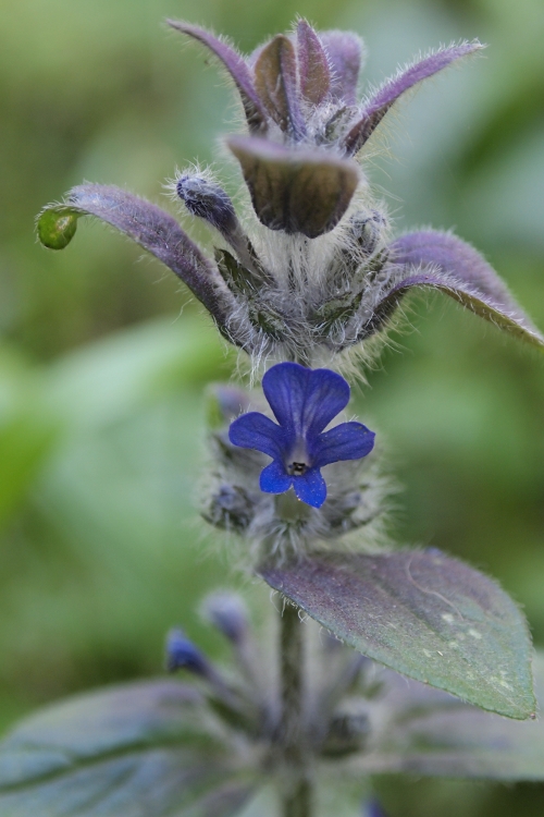 Ajuga orientalis / Aiuga orientale