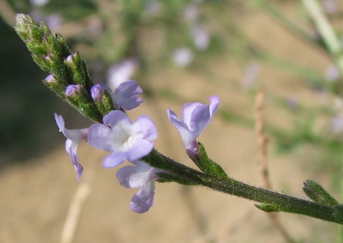 Verbena officinalis / Verbena comune