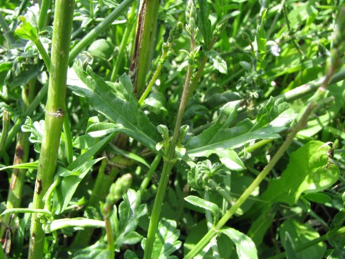 Verbena officinalis / Verbena comune