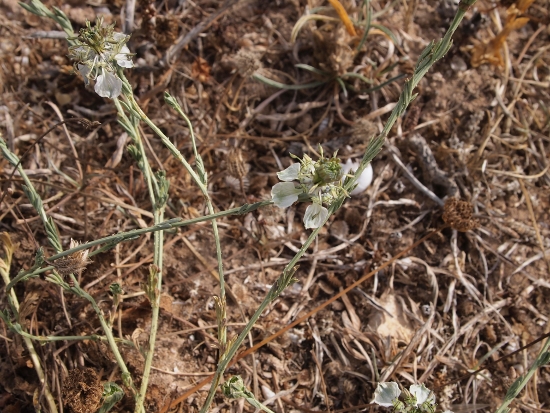 Nigella arvensis / Damigella campestre