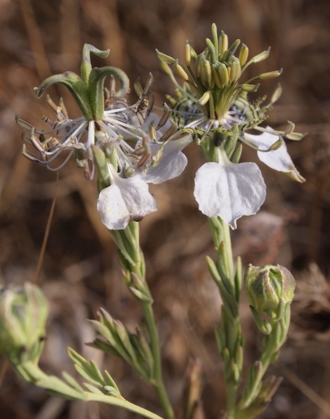 Nigella arvensis / Damigella campestre