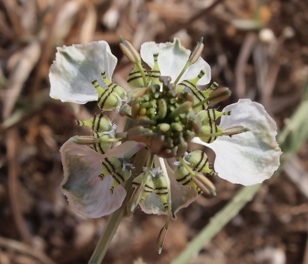 Nigella arvensis / Damigella campestre