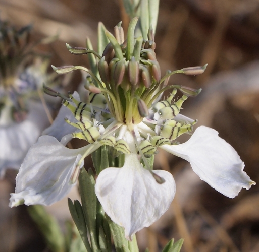 Nigella arvensis / Damigella campestre