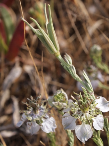 Nigella arvensis / Damigella campestre
