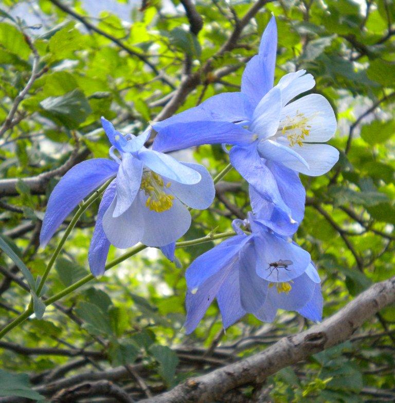 Aquilegia nugorensis (=A.bernardii ) / Aqilegia del nuorese