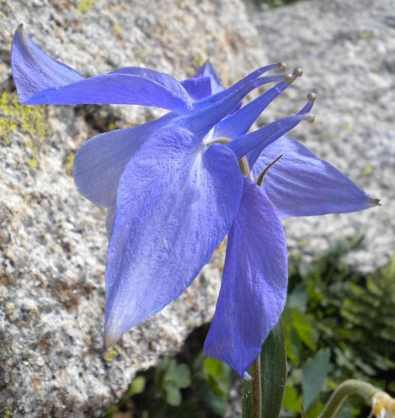 Aquilegia nugorensis (=A.bernardii ) / Aqilegia del nuorese