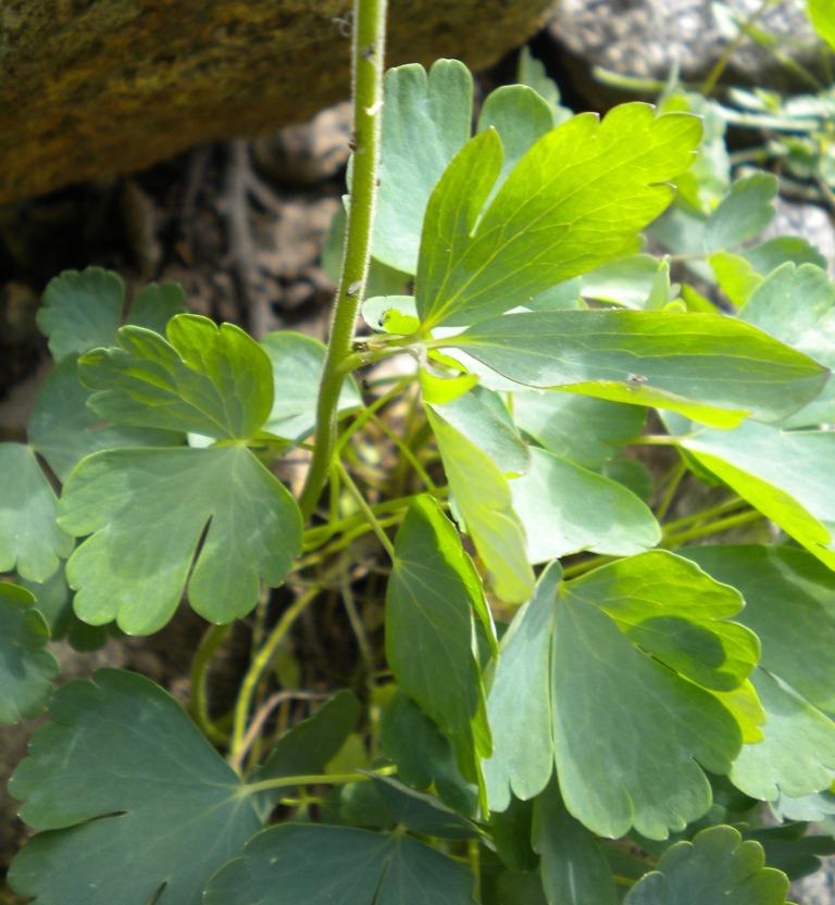 Aquilegia nugorensis (=A.bernardii ) / Aqilegia del nuorese