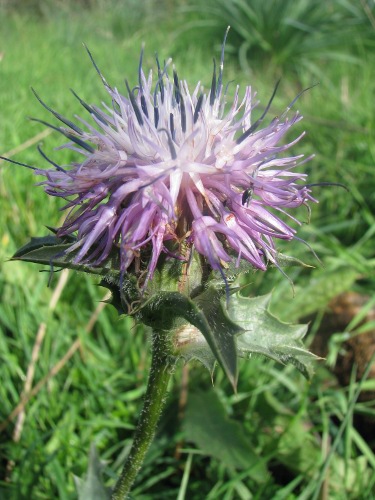 Carthamus coeruleus / Cardoncello azzurro