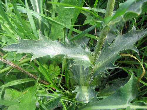 Carthamus coeruleus / Cardoncello azzurro