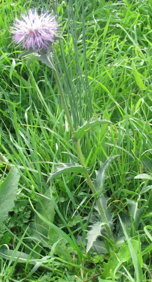 Carthamus coeruleus / Cardoncello azzurro
