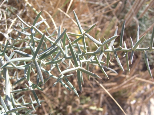 Asparagus stipularis / Asparago spinoso
