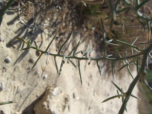 Asparagus stipularis / Asparago spinoso
