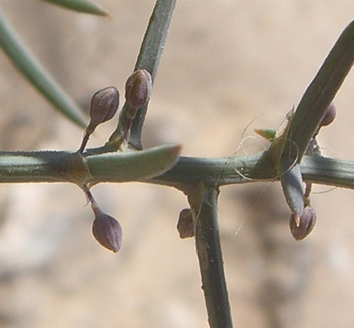 Asparagus stipularis / Asparago spinoso