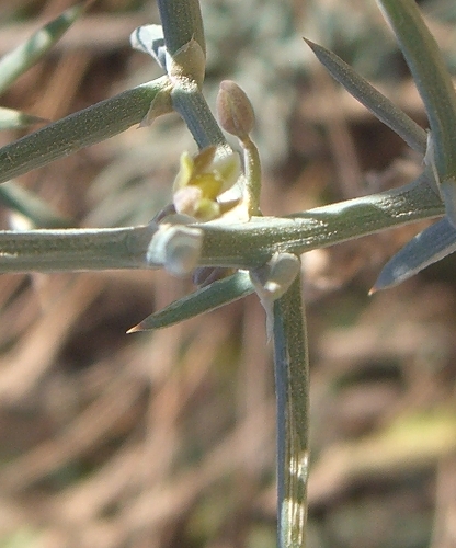 Asparagus stipularis / Asparago spinoso