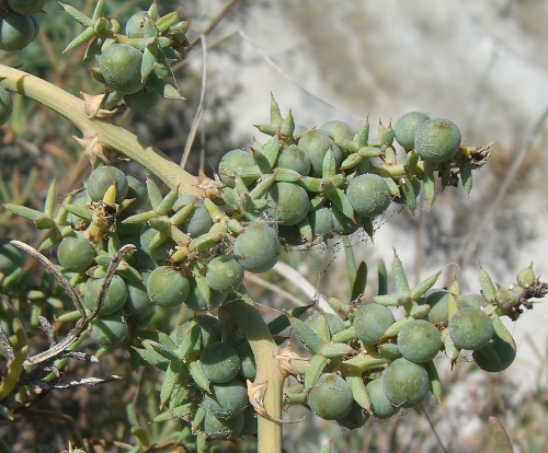 Asparagus stipularis / Asparago spinoso