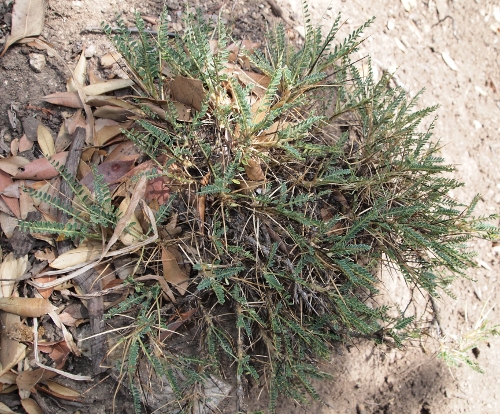 Astragalus genargenteus / Astragalo del Gennargentu