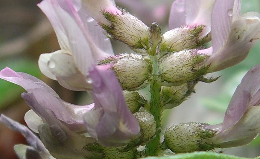 Astragalus depressus / Astragalo depresso