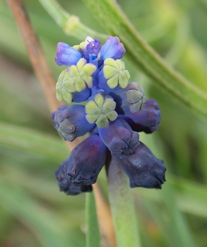 Bellevalia dubia / Giacinto siciliano