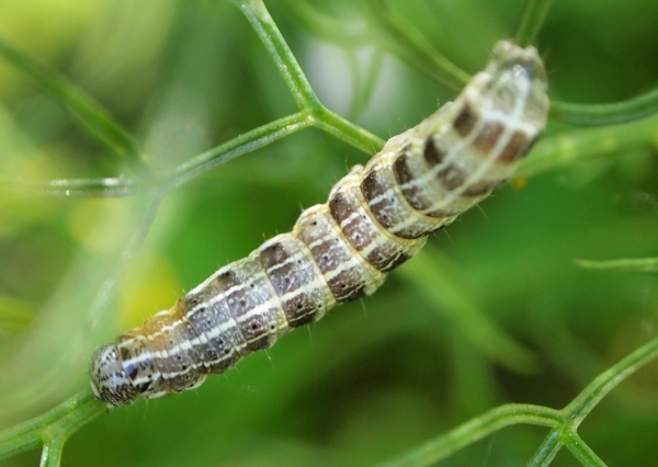 Bruco in querceto mediterraneo