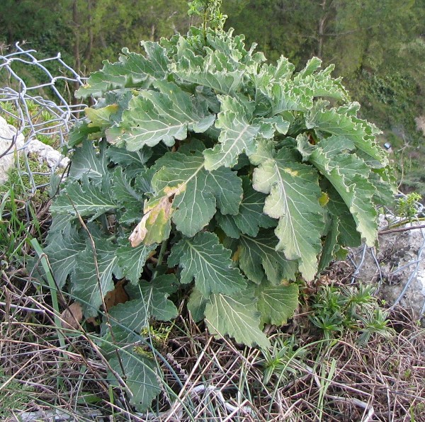 Brassica villosa subsp. drepanensis