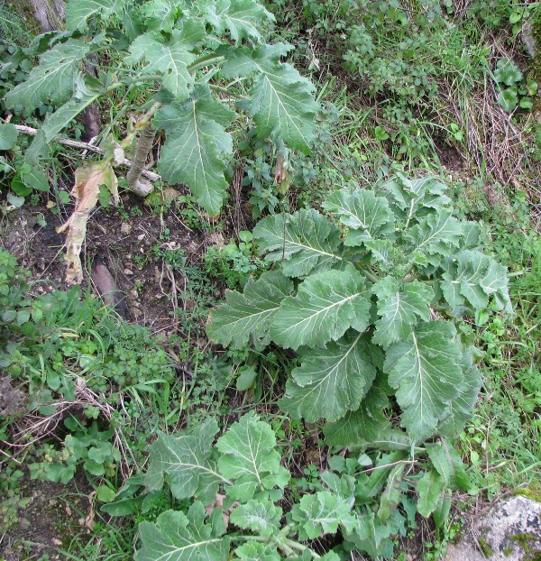 Brassica villosa subsp. drepanensis