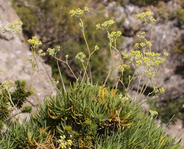 Bupleurum dianthifolium / Bupleuro di Marettimo