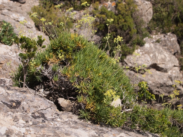 Bupleurum dianthifolium / Bupleuro di Marettimo