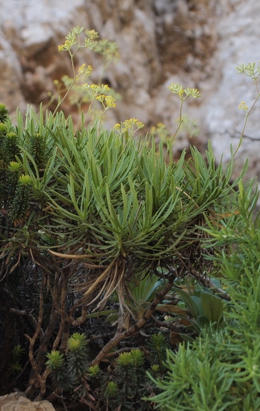 Bupleurum dianthifolium / Bupleuro di Marettimo