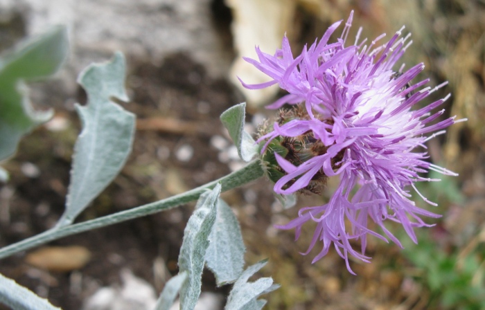 Centaurea busambarensis Guss. / Fiordaliso della Busambra