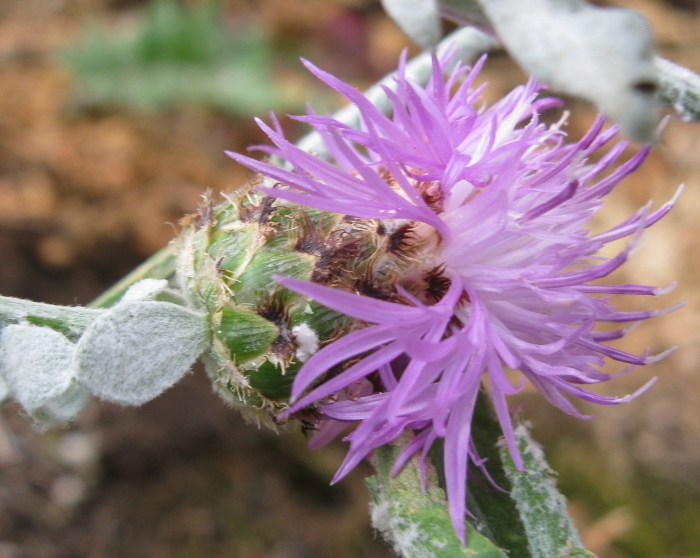 Centaurea busambarensis Guss. / Fiordaliso della Busambra