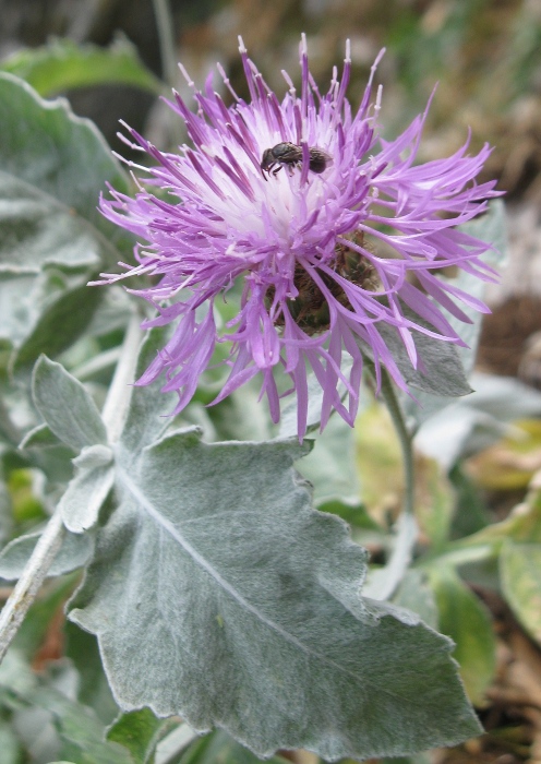 Centaurea busambarensis Guss. / Fiordaliso della Busambra