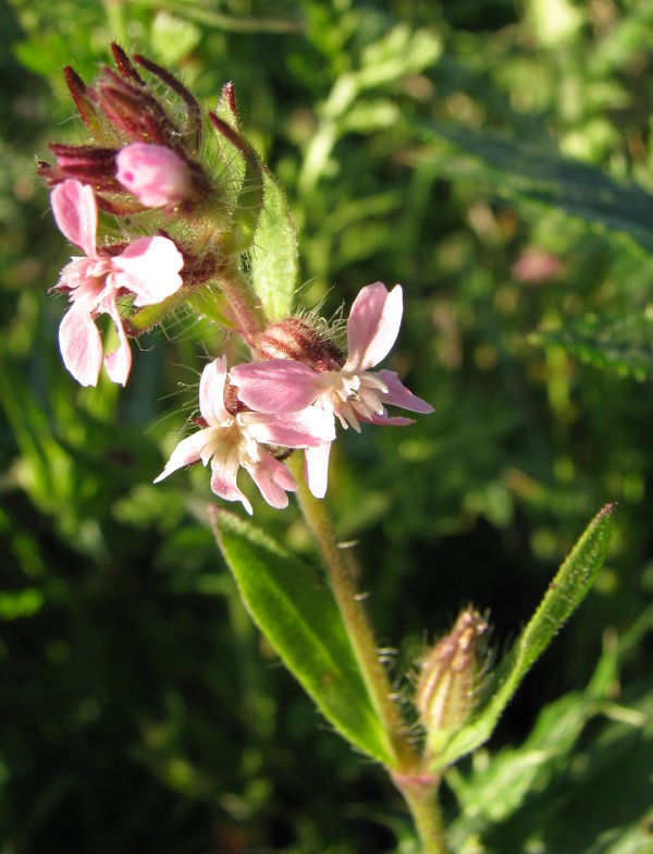 Silene gallica L.