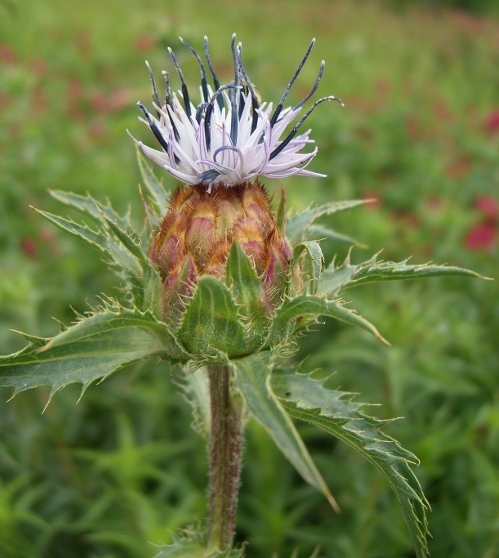 Carthamus coeruleus / Cardoncello azzurro