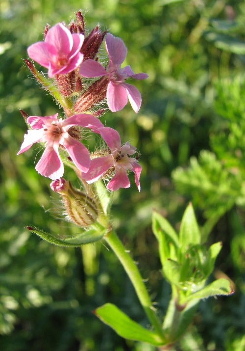 Silene gallica L.