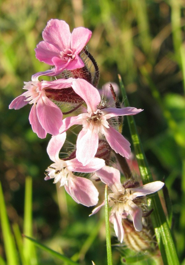 Silene gallica L.