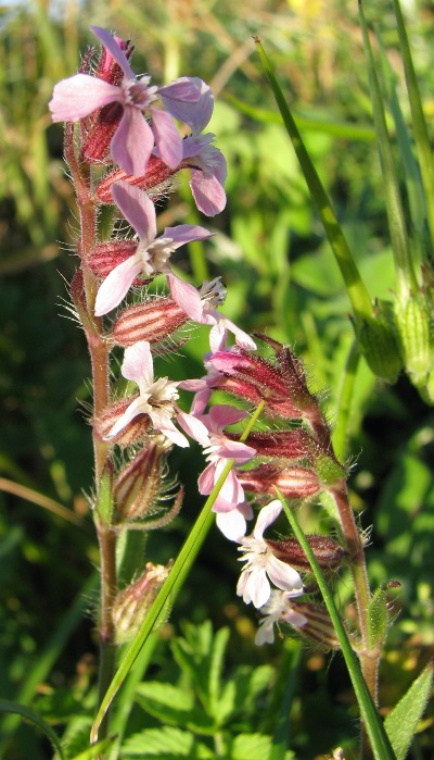 Silene gallica L.