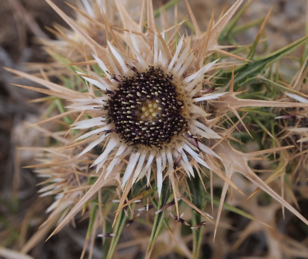 Carlina macrocephala / Carlina sardo-corsa