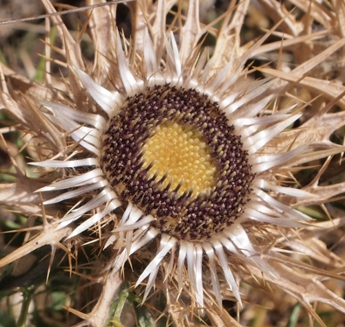 Carlina macrocephala / Carlina sardo-corsa