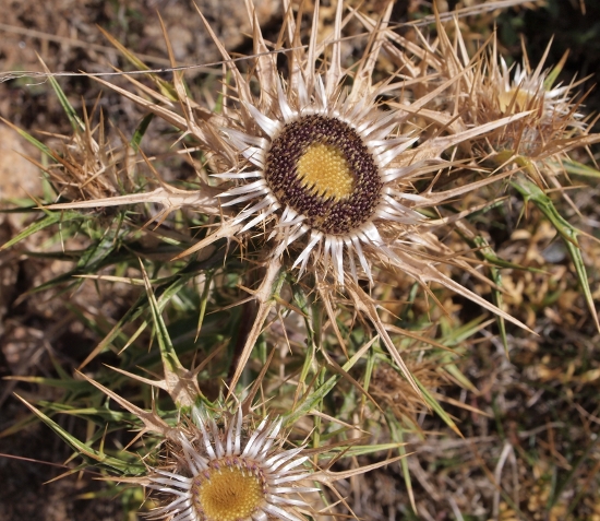 Carlina macrocephala / Carlina sardo-corsa