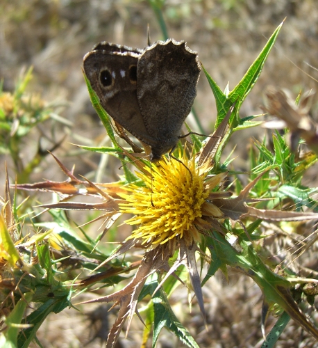 Carlina corymbosa / Carlina raggio d''oro