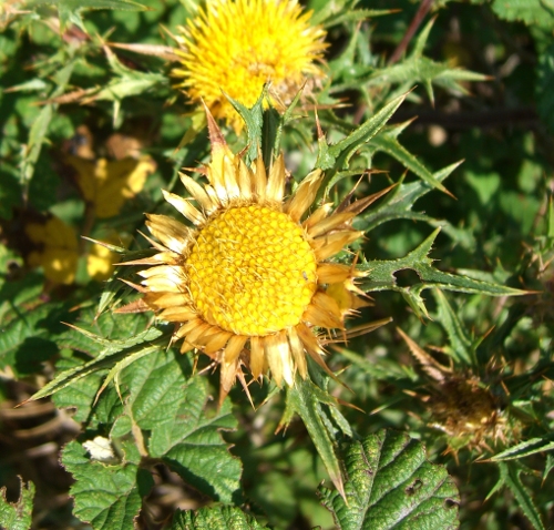 Carlina corymbosa / Carlina raggio d''oro