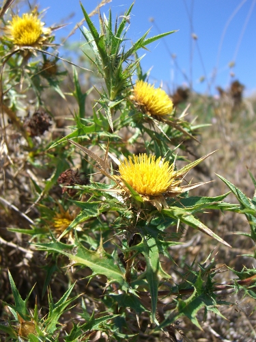 Carlina corymbosa / Carlina raggio d''oro