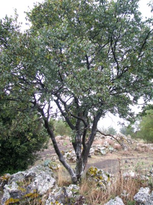 Celtis aetnensis / Bagolaro dell''Etna