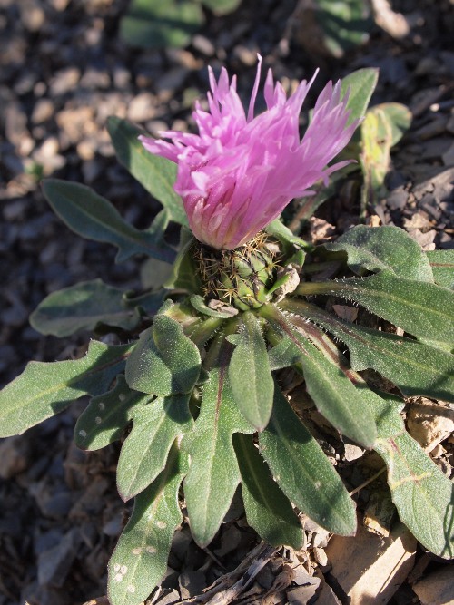 Asteracea del Babor - Algeria: Centaurea pullata L.